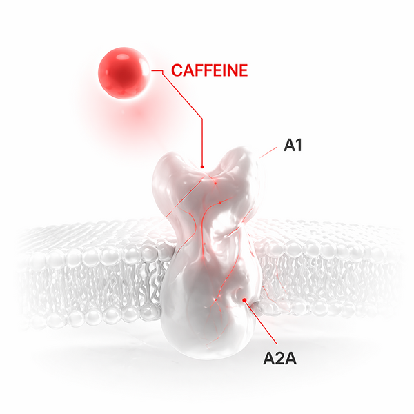 Caffeine blocks adenosine A1/A2A receptors