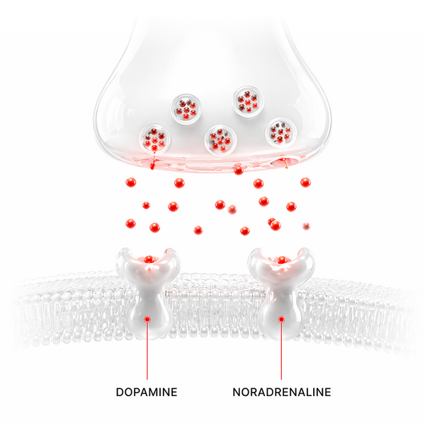 Dynamine™ raises dopamine + noradrenaline