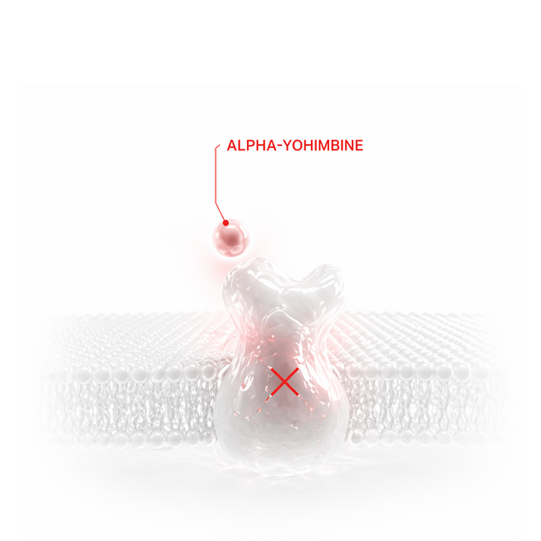 Alpha-Yohimbine blocks α2-adrenoceptors