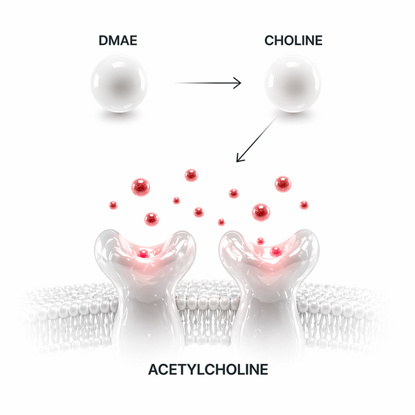 DMAE → choline → acetylcholine synthesis