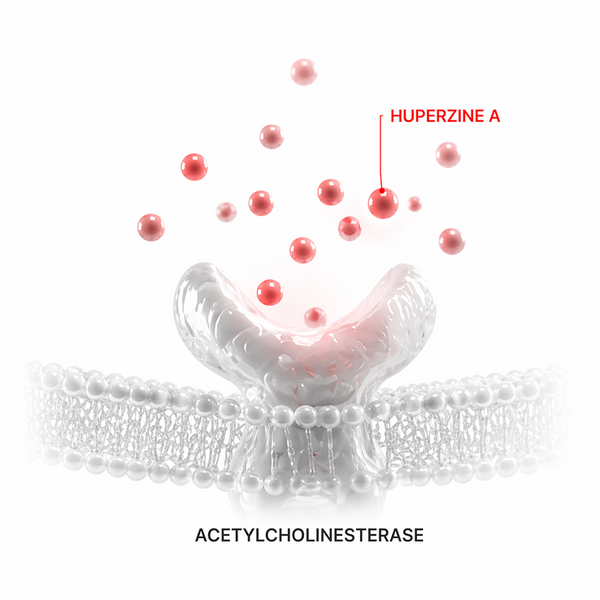 Huperzine A inhibits acetylcholinesterase