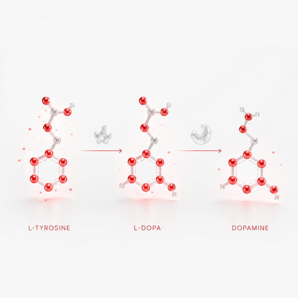 L-Tyrosine → L-DOPA → dopamine synthesis