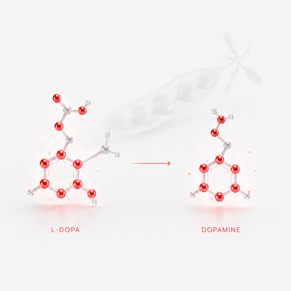 Mucuna pruriens delivers L-DOPA directly