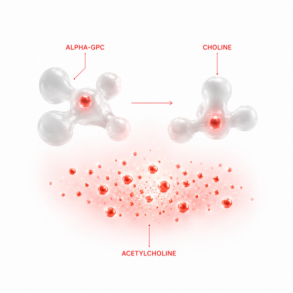Alpha-GPC → choline → acetylcholine synthesis